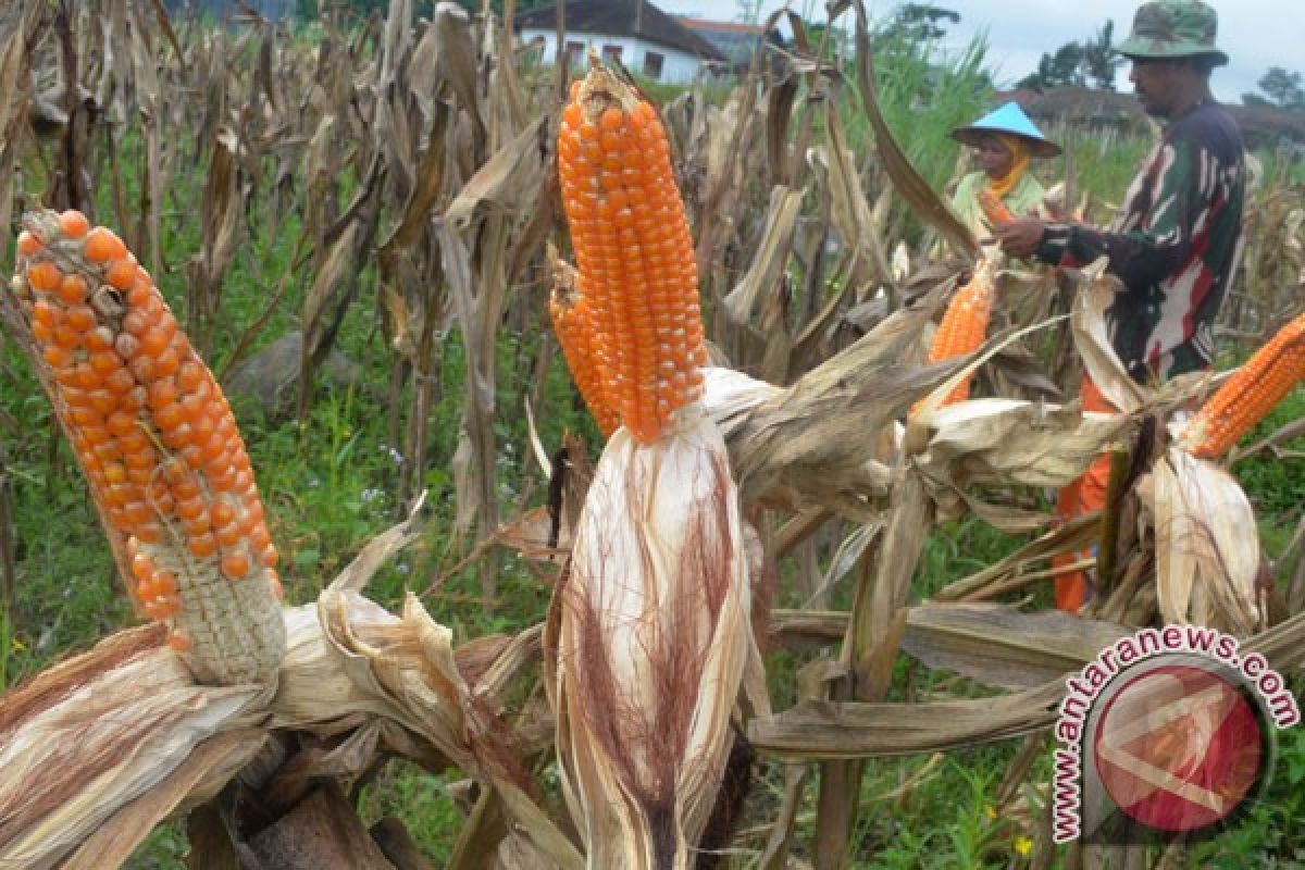 Petani jagung di Kintamani beralih ke tanaman lain