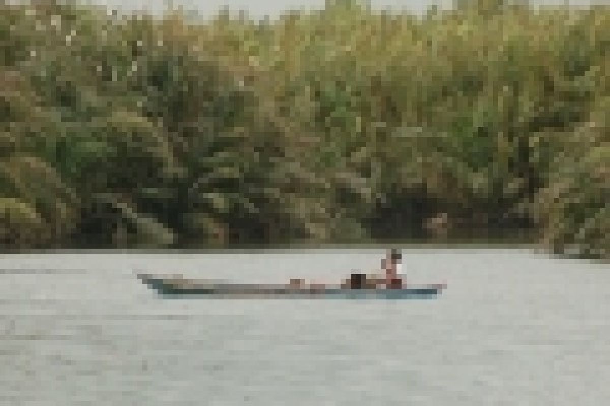 371 Hektare Hutan Mangrove Pulau Sembilan Rusak