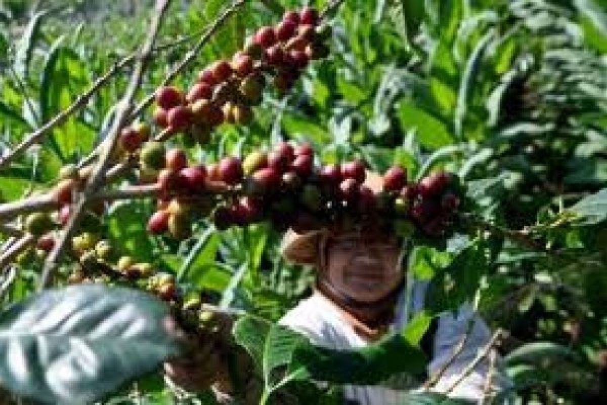 Klub Menembak Agam Miliki Kebun Kopi Perkuat Pendanaan