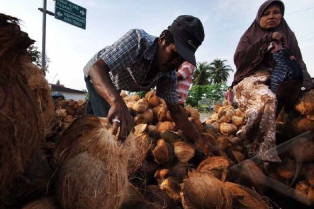 Kakao dan Kelapa Komoditas Andalan Padangpariaman