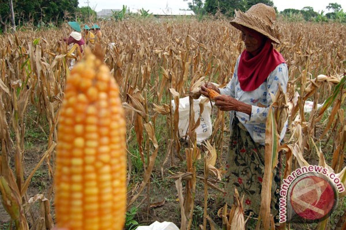 Agriculture minister reveals obstacles in absorbing domestic corn