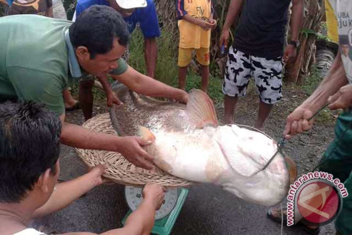 Ikan tapah raksasa terdampar di Sungai Ogan