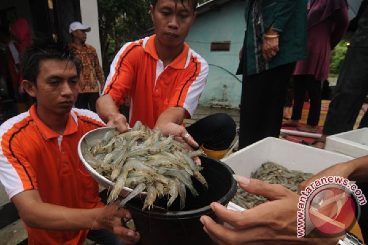 DPR minta pemerintah kembangkan budidaya udang