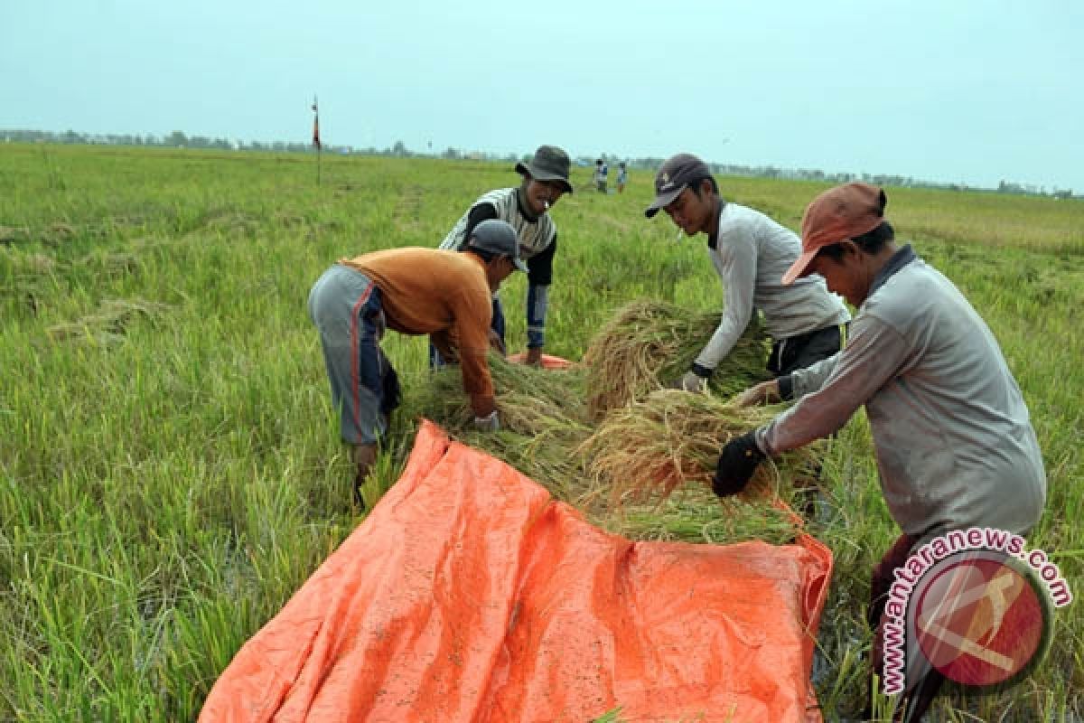 Produksi padi petani Musirawas naik jadi 8,6 ton 