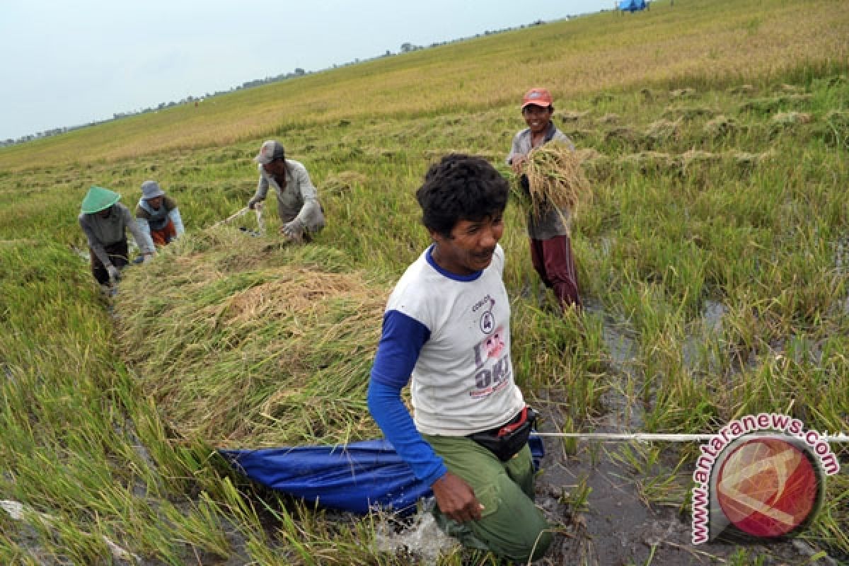 Target surplus 10 juta ton beras dinilai sulit 