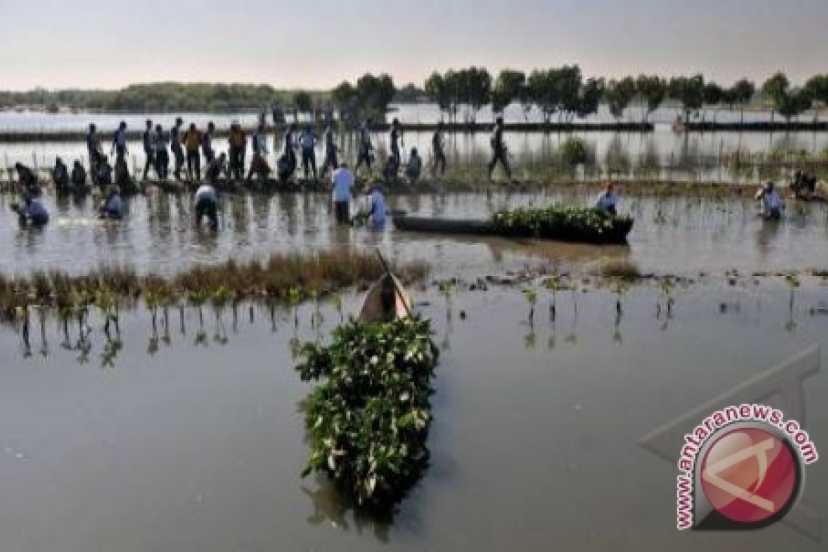 Indocement Perbaiki Hutan Mangrove Kotabaru