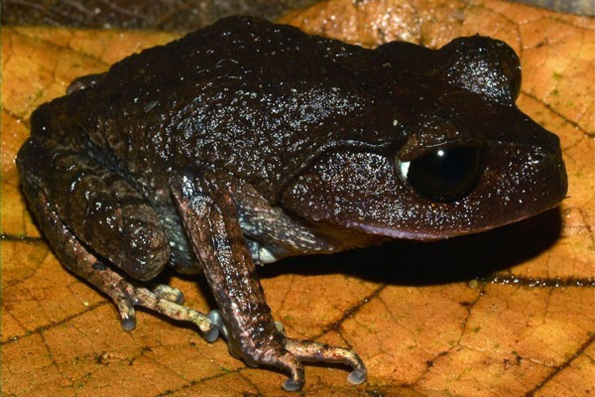 Spesies Katak Baru Asal Borneo