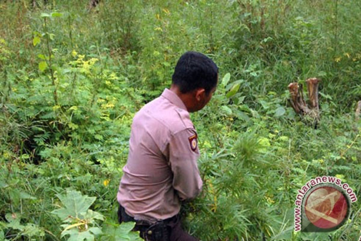 Polda Sumsel awasi daerah rawan ladang ganja