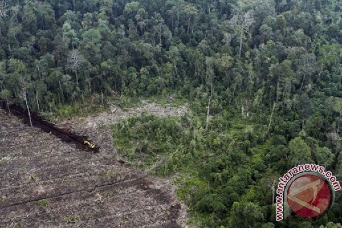 Izin Perusahaan Pengonversi Lahan Gambut Akan Ditinjau Ulang