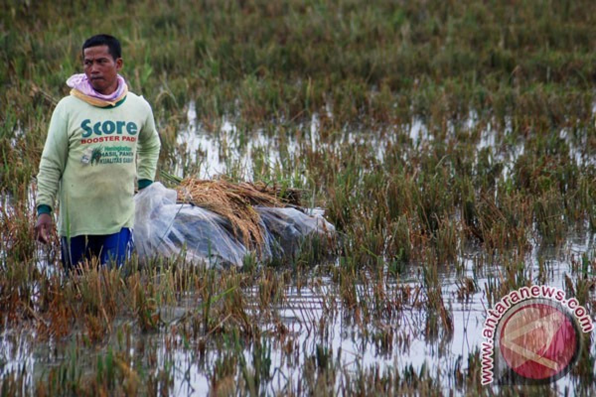 TNI AD bantu bibit lahan pertanian rusak