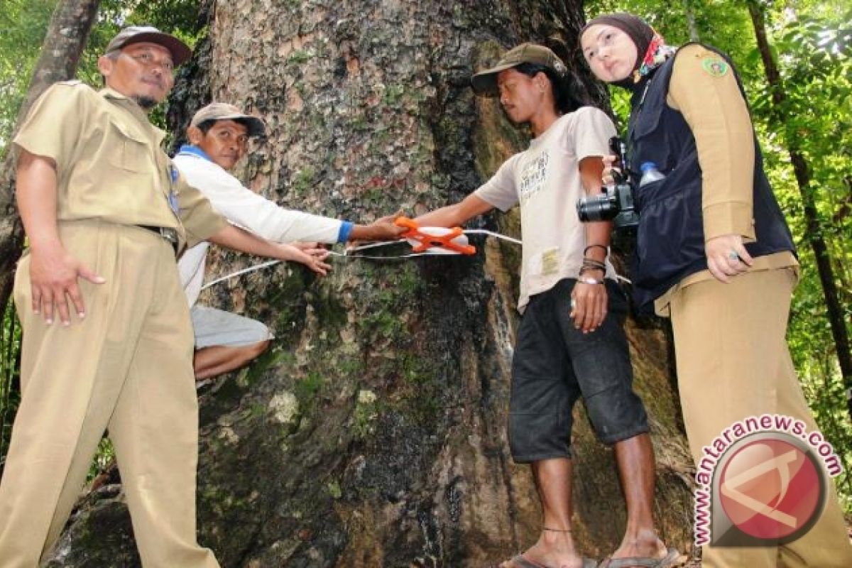 Pohon Agathis di Penajam Terbesar di Indonesia