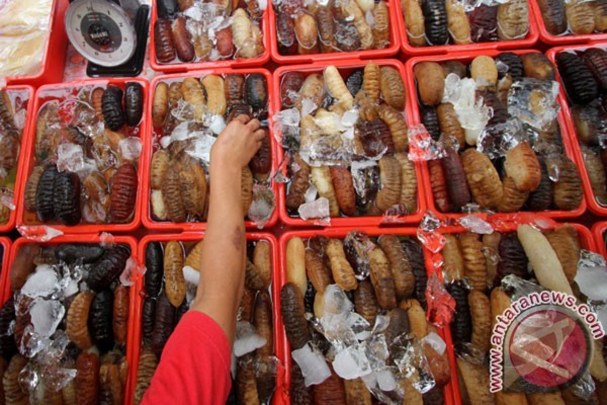 LIPI ungkap teripang jarang dikonsumsi  di Indonesia