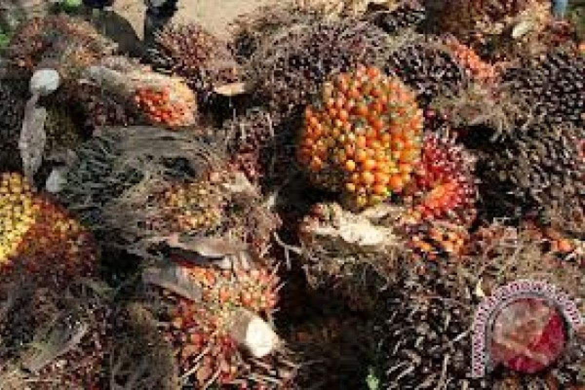 Memasuki Ramadhan, harga sawit Riau turun Rp21,51/kg