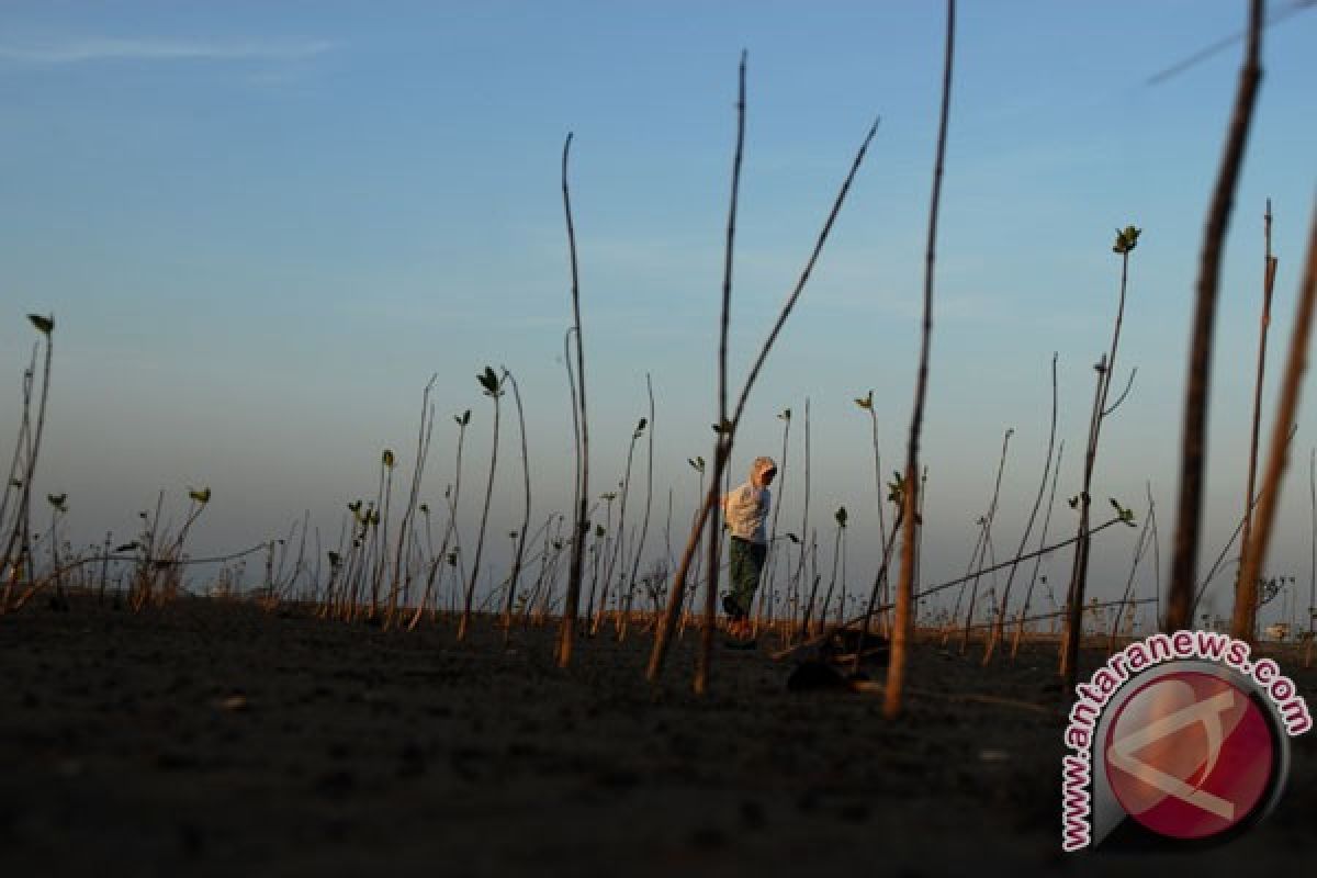 Kerusakan hutan mangrove Langkat sangat mengkhawatirkan