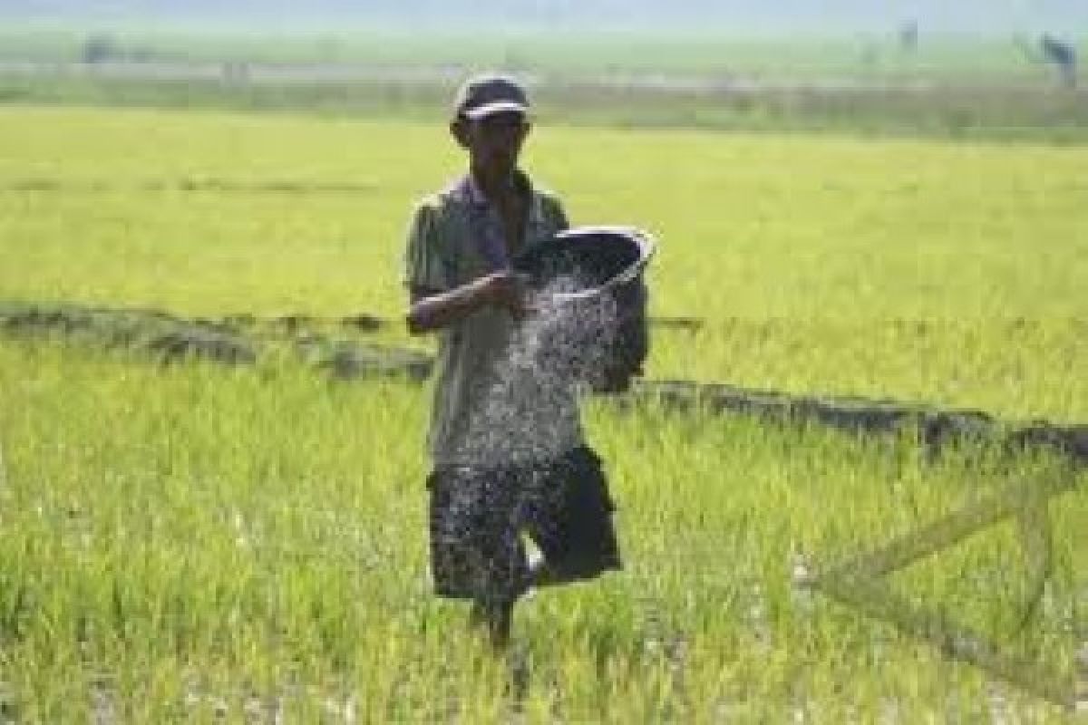 Petani Banyumas Sulit Peroleh Pupuk Bersubsidi