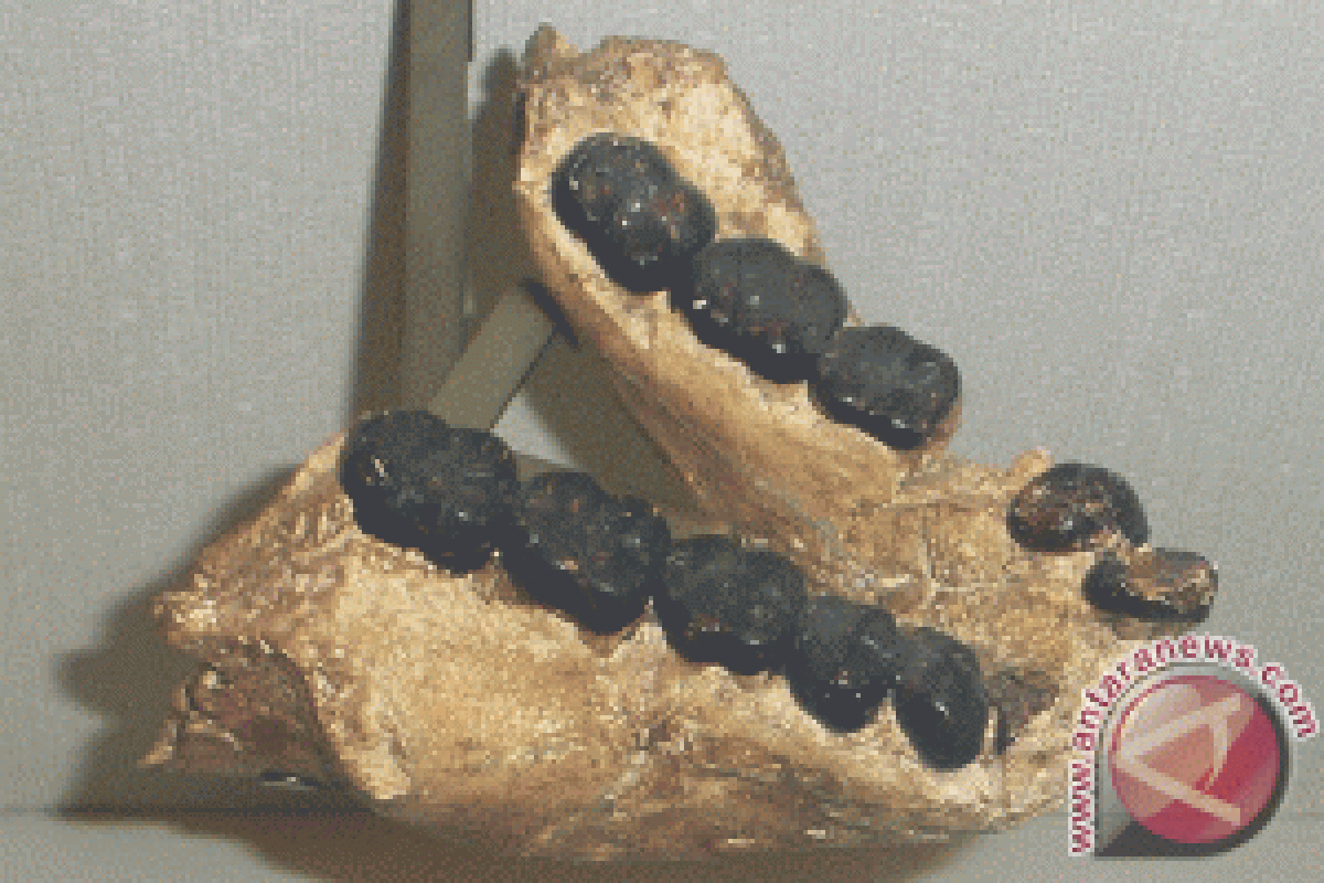 Pola Makan Mungkin Penyebab Punahnya Kingkong