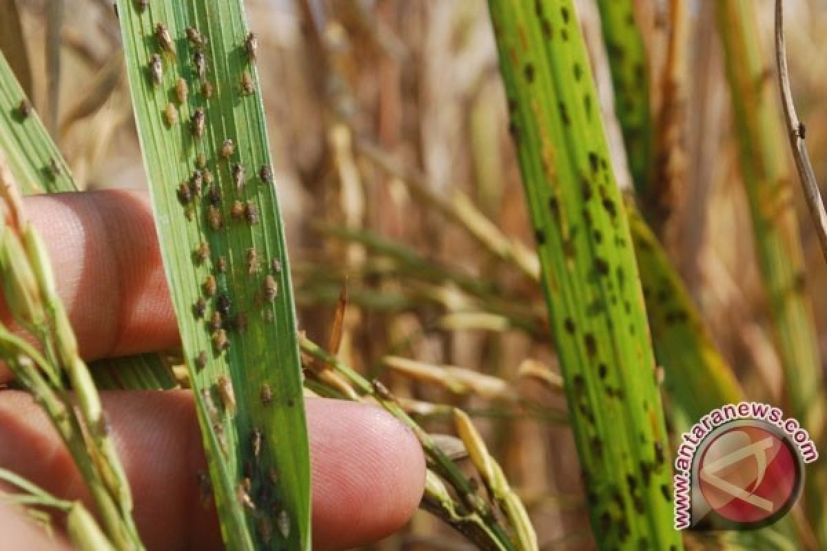 Ratusan Hektare Sawah Karawang Diserang Hama Wereng