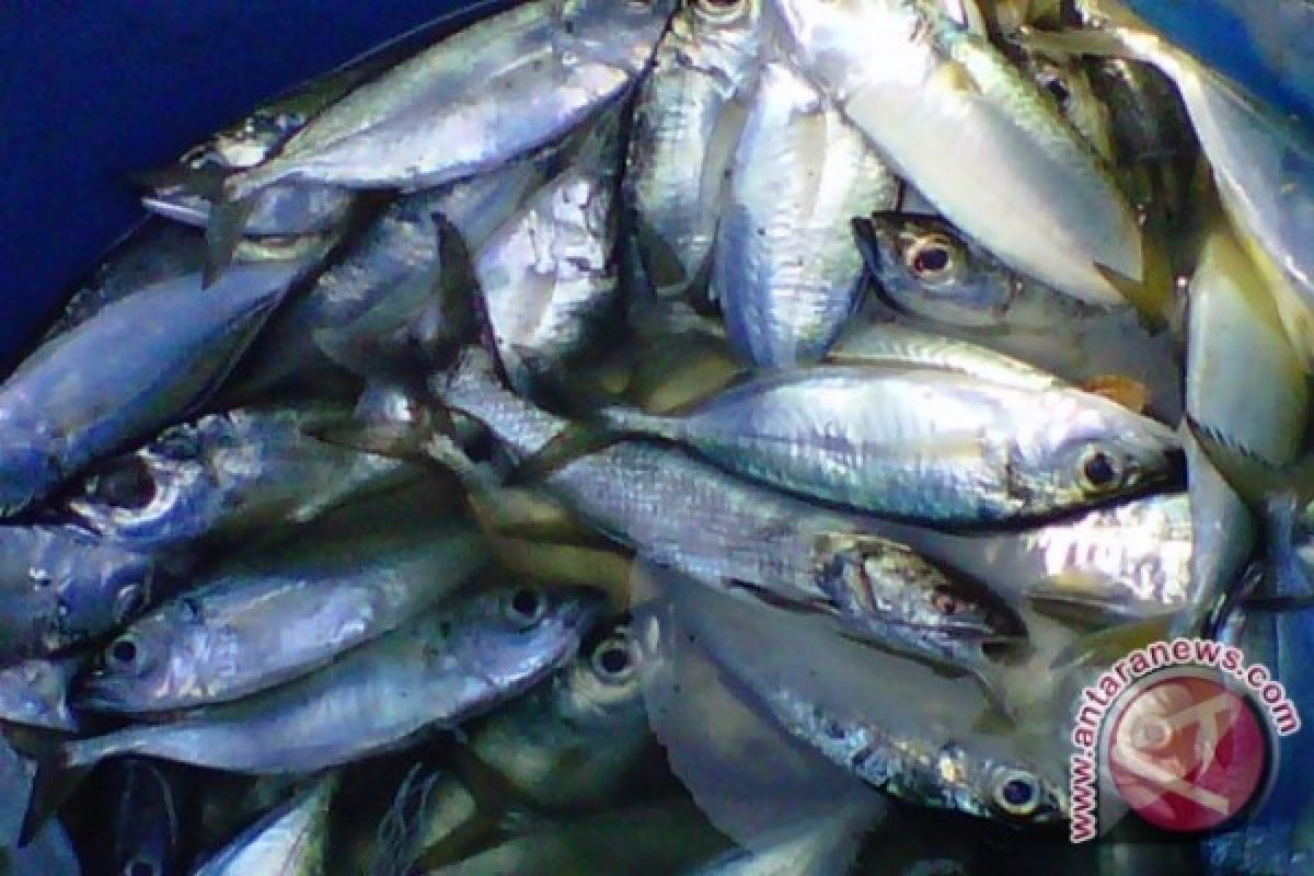 Tingkat konsumsi ikan Kota Bogor rendah