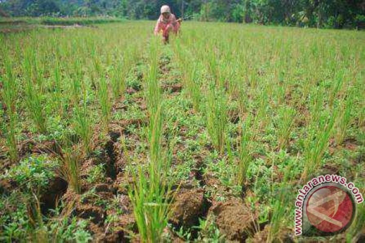 Berebut Sawah Menantu dan Mertua "Berduel"