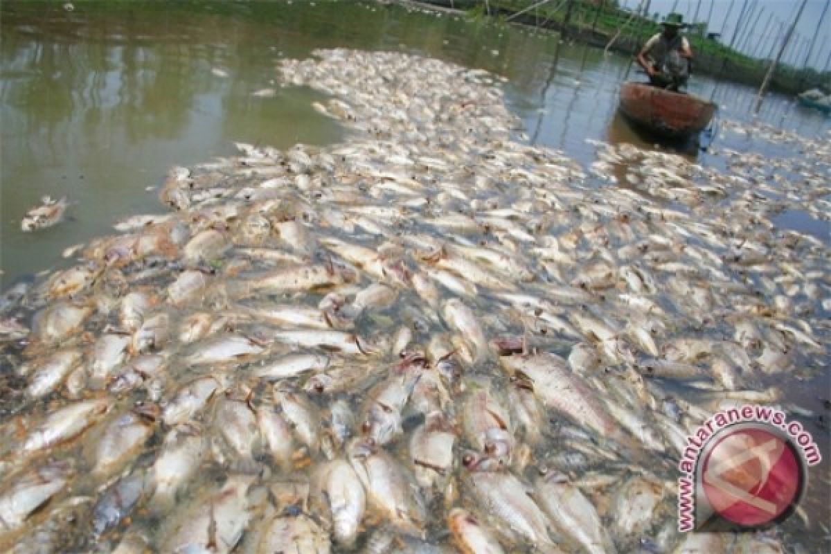 Ribuan Ikan Ditemukan Mati di Sungai Serayu