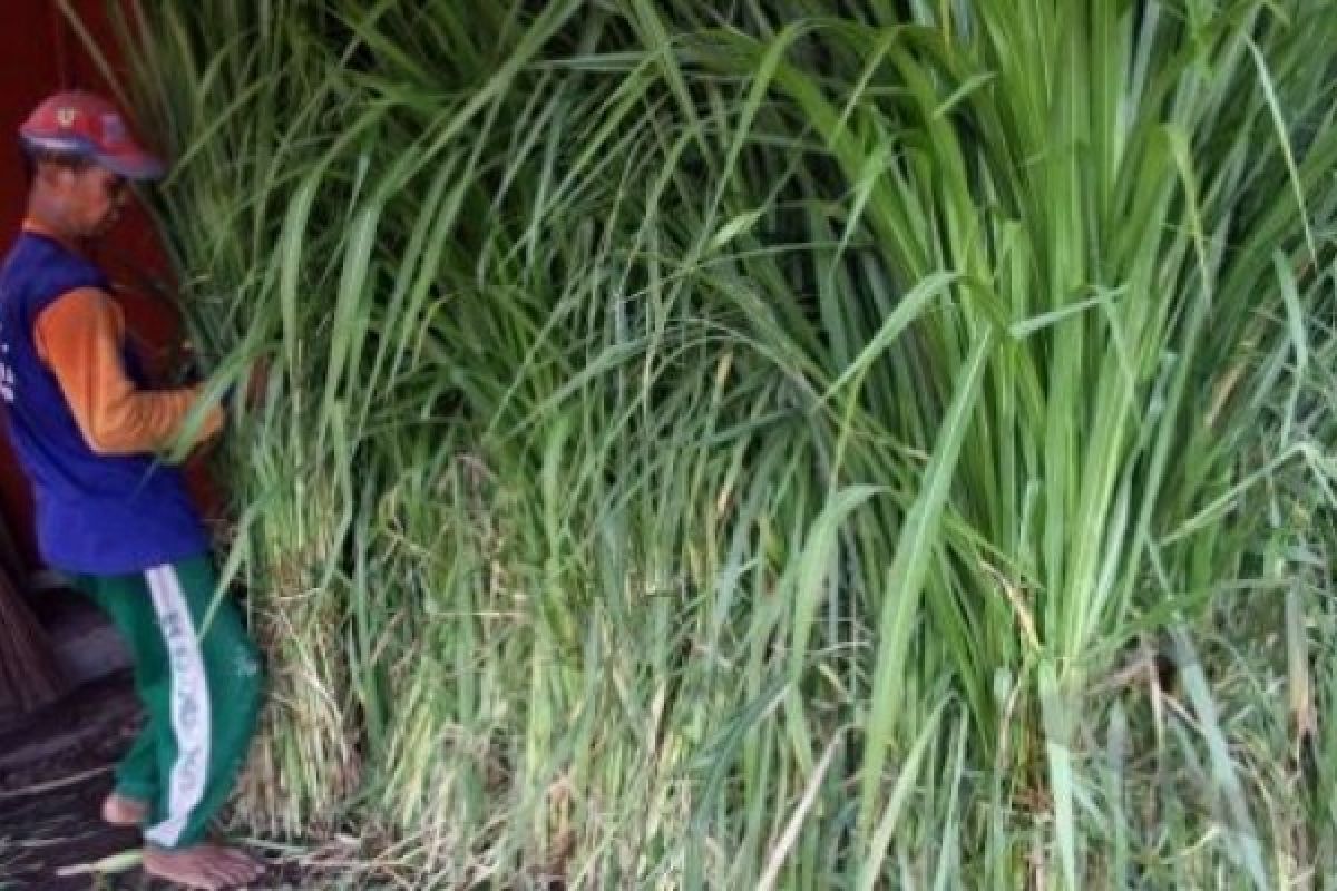 18 Ton Hijauan Pakan Ternak Dikirim ke Kelud