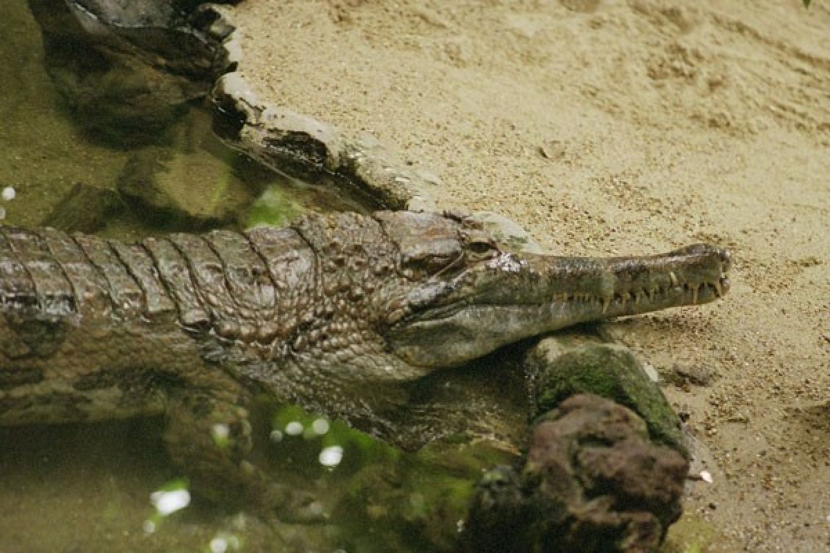 Seorang warga Kalimantan digigit buaya saat mandi di sungai