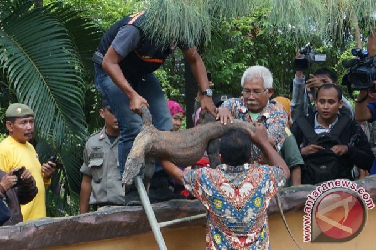 Komodo koleksi Kebun Binatang Surabaya mati