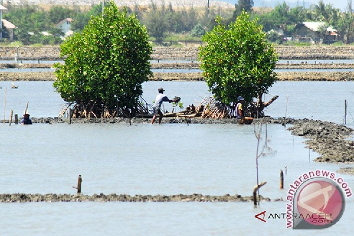 Petambak udang windu Aceh Utara gagal panen