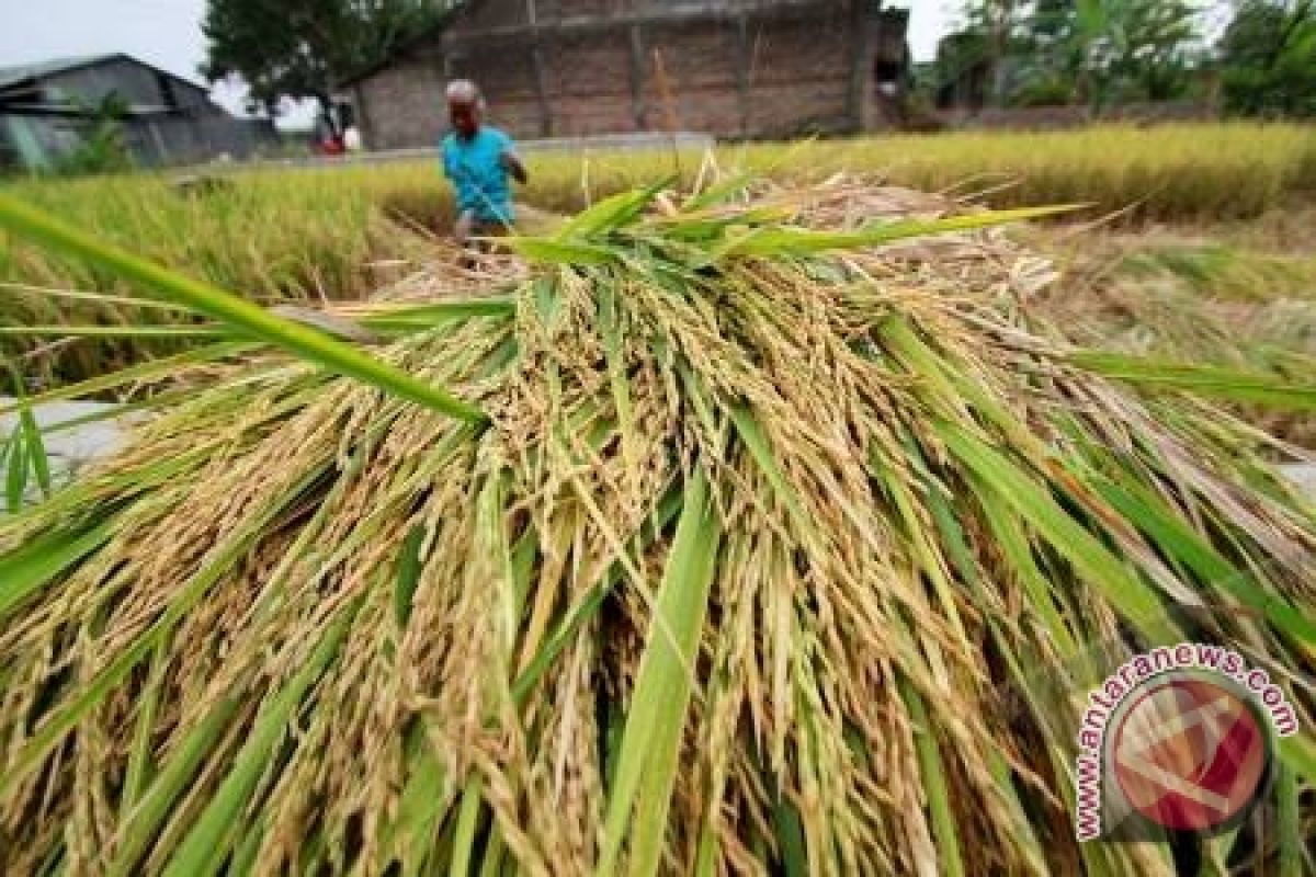 BPS : nilai tukar petani Maluku turun 0,61 persen