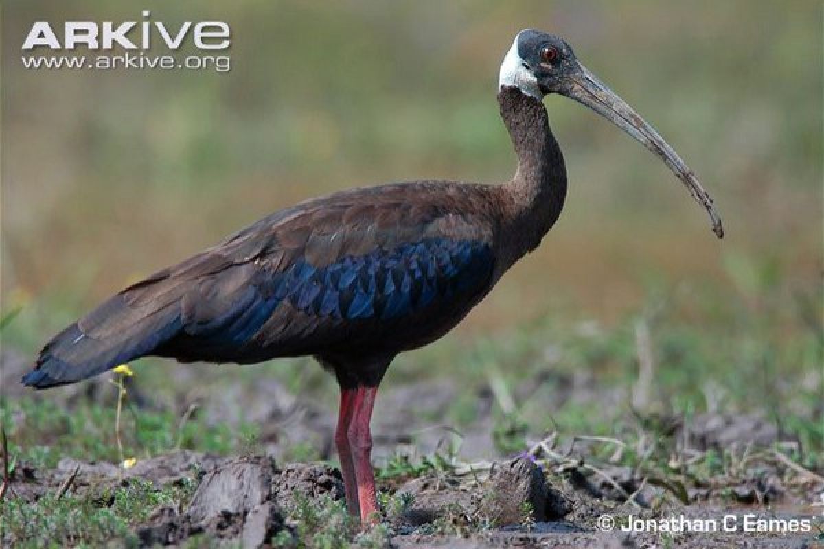 Lahan basah berkurang, ibis karau menuju kepunahan