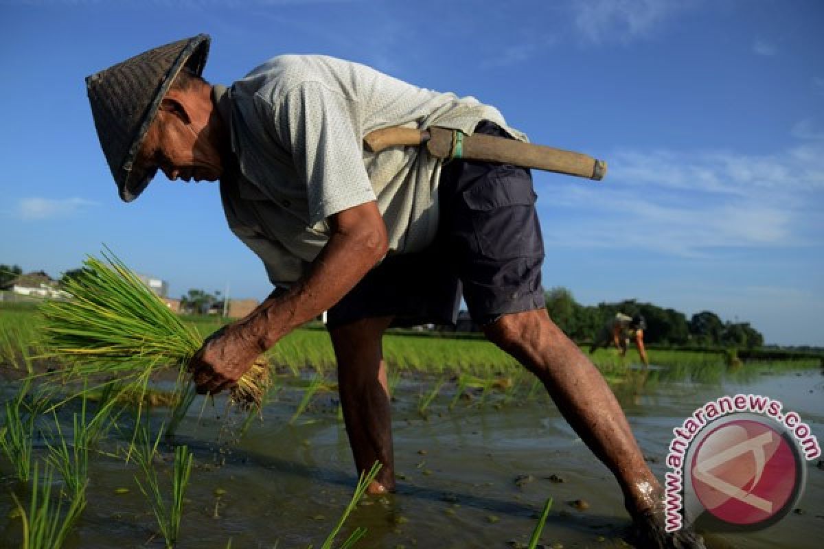 Tanam Raya di Bengkulu mundur hingga akhir tahun