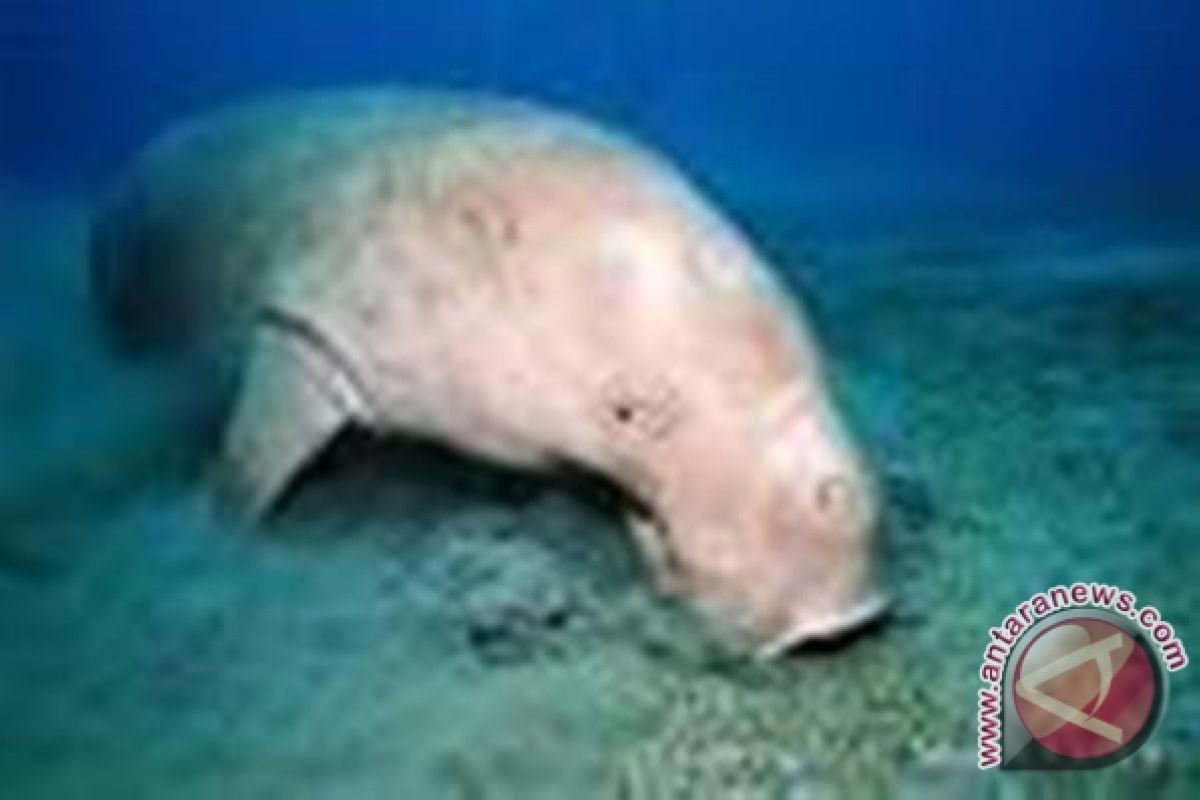 Populasi Dugong di Laut Arafura Terancam Punah