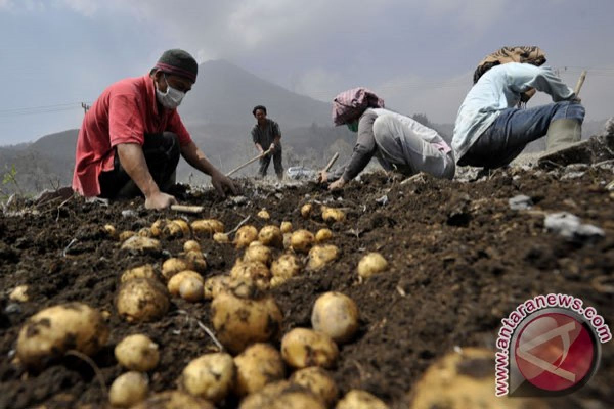 Pascaerupsi Sinabung pemerintah kembangkan kentang karo