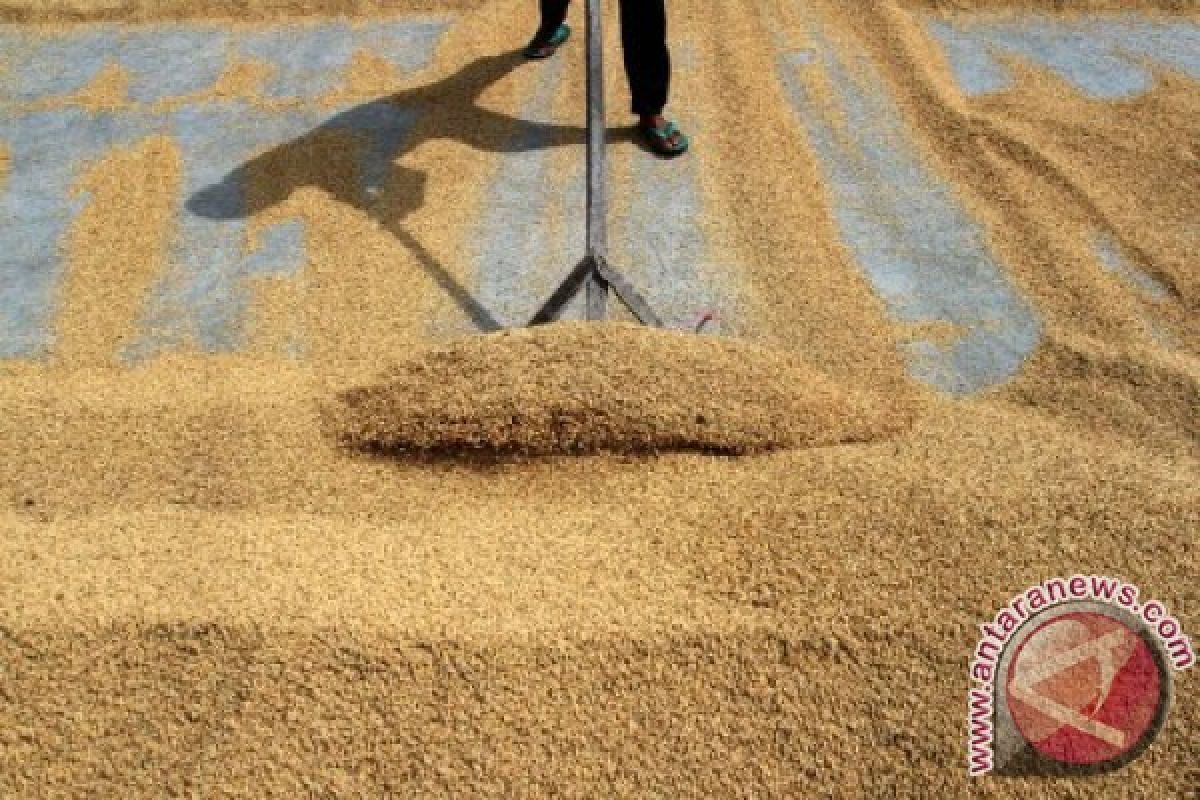 Harga beras di tingkat petani capai Rp8.000/kg