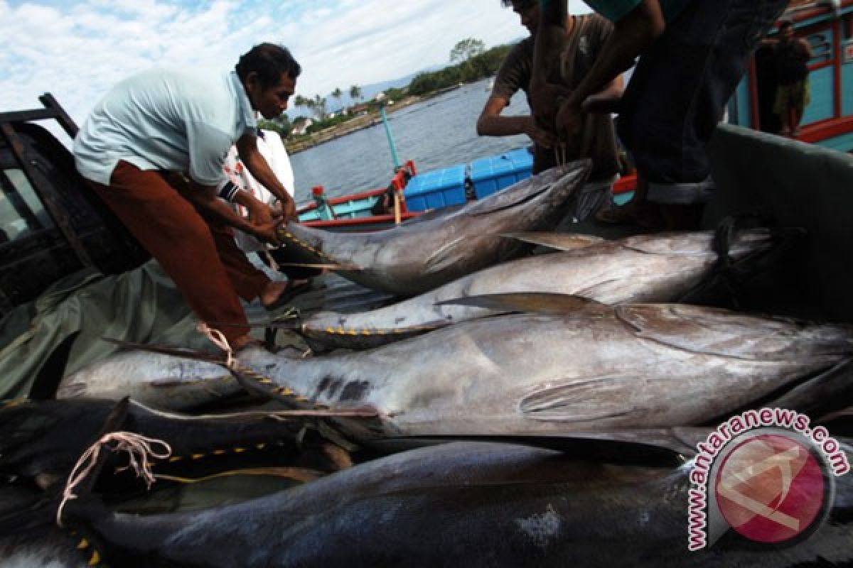 S. Sulawesi`s tuna sold in European markets