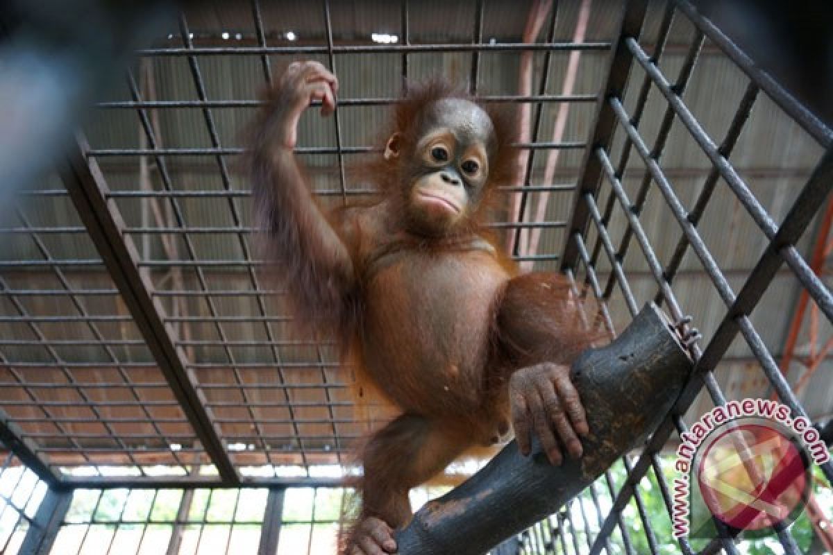 Orangutan tortured in Surabaya zoo video goes viral