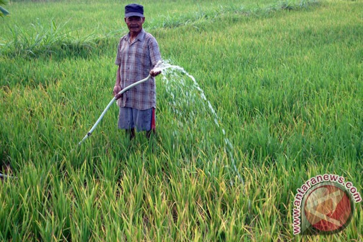 Realisasi pertanaman padi Langkat 7.000 hektare