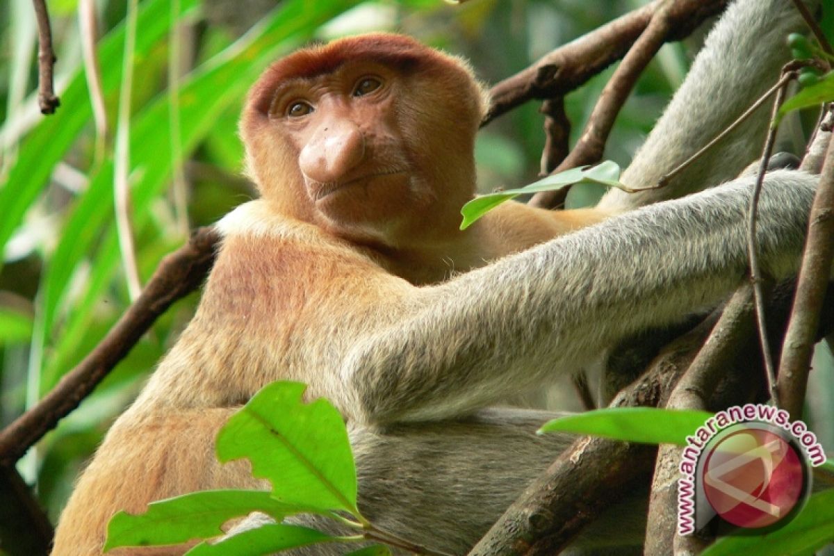 Populasi Bekantan di Kalimantan Terancam