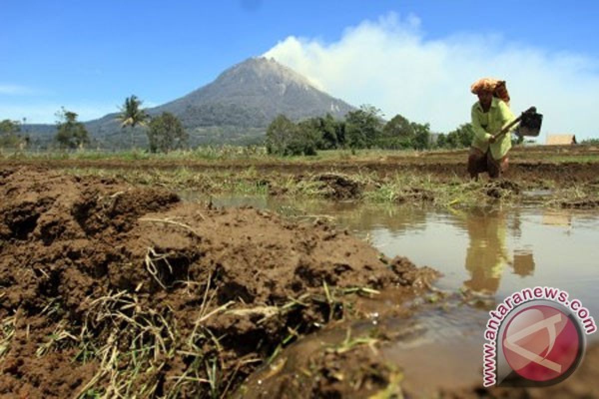 Pengungsi Gunung Sinabung bekerja serabutan di sekitar posko