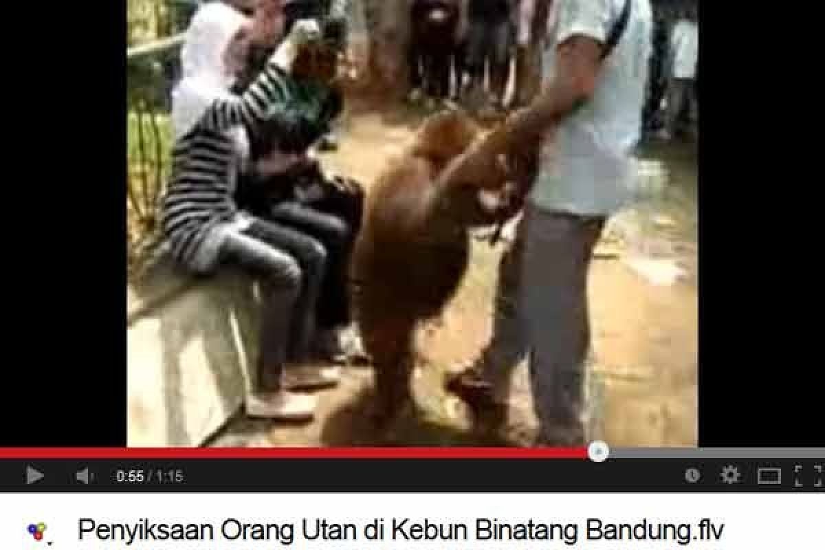 Kebun Binatang Bandung beri sanksi penjaga orangutan