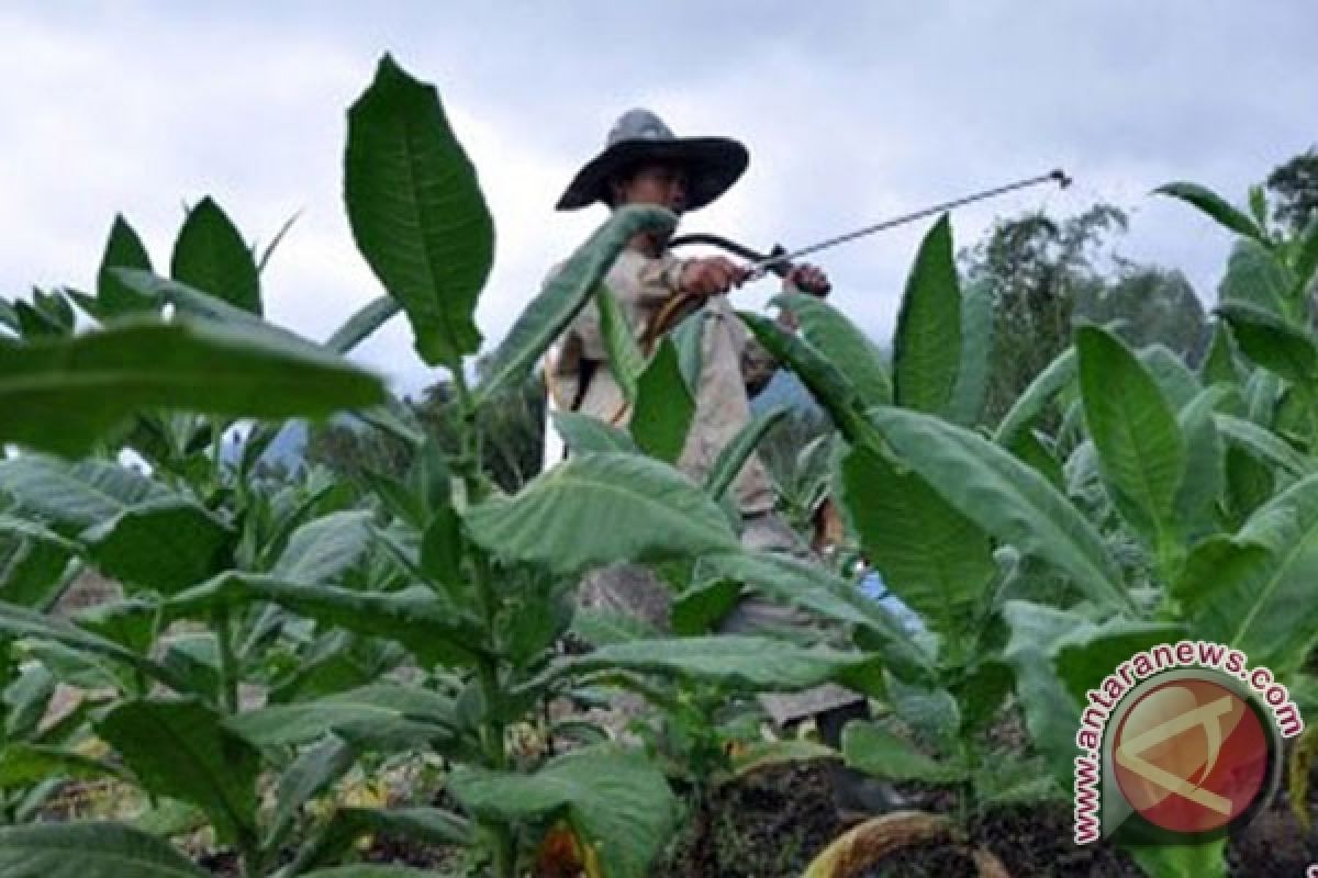 KTNA tolak ratifikasi pengendalian tembakau versi WHO 