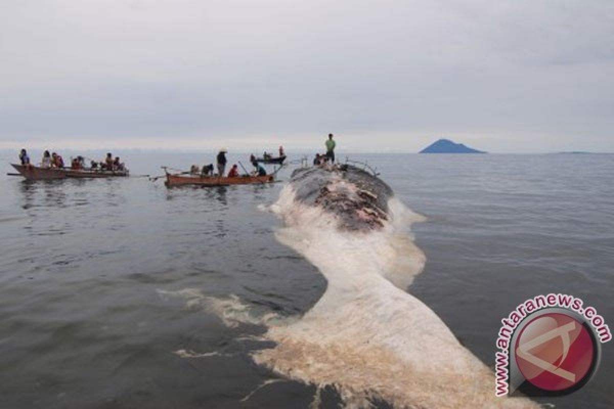 Bangkai ikan paus ditarik ke tengah perairan Warsa, Biak