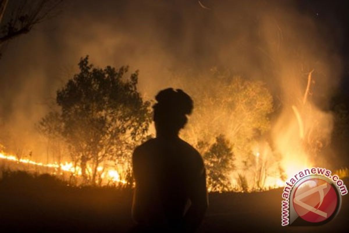 Empat harimau berkeliaran saat hutan Riau terbakar