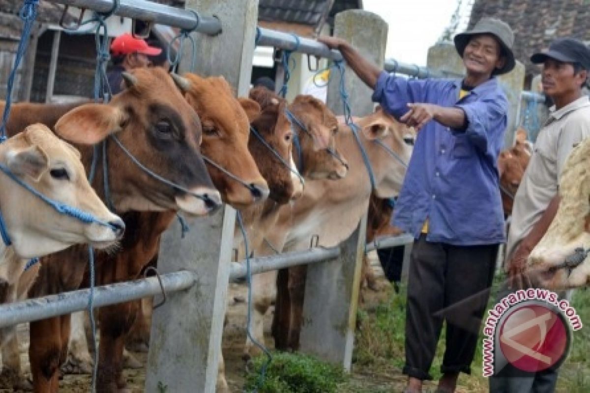 Pedagang Jamin  Ternak Sapi Untuk Lebaran Cukup 