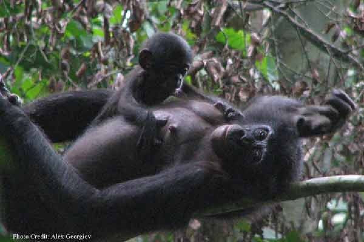 Primata bonobo paham irama musik