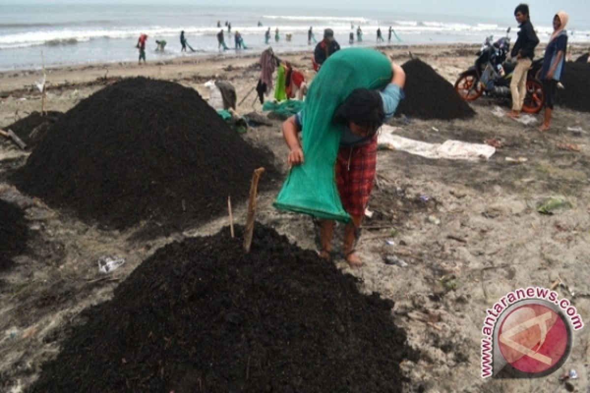 Pantai Jakat masih tercemar limbah batubara