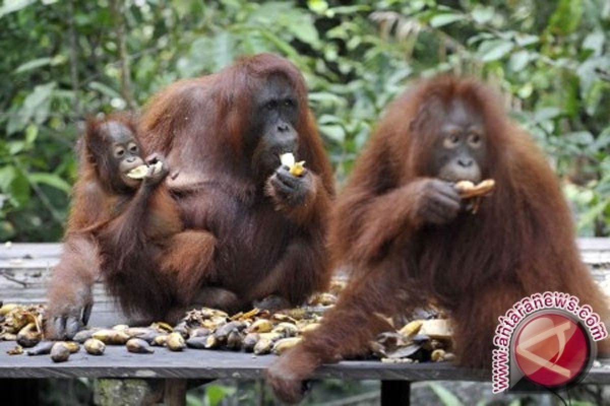 Pupuk Kaltim lepasliarkan lima ekor orangutan