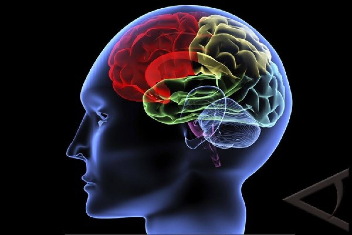 Peneliti Lihat Bukti Tentang Tempat Otak Merekam
