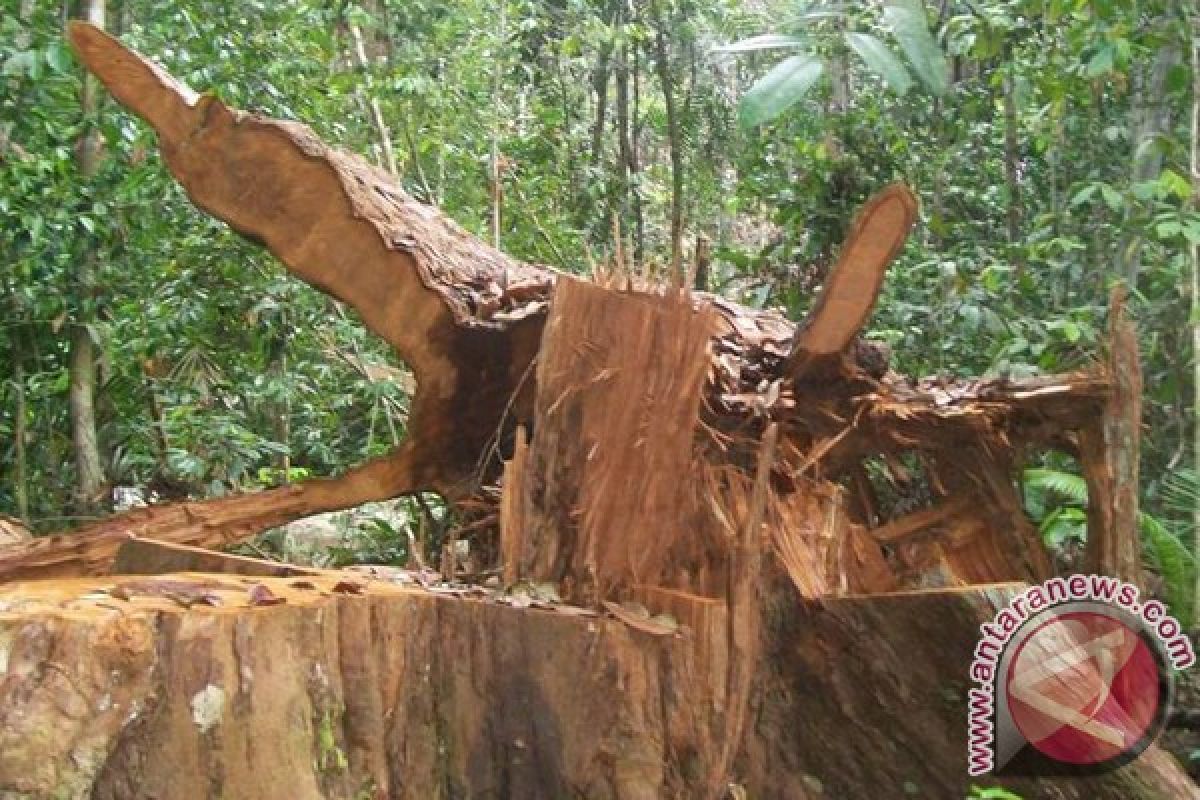 KPHA: 345 Aktivitas Ilegal Logging di Aceh