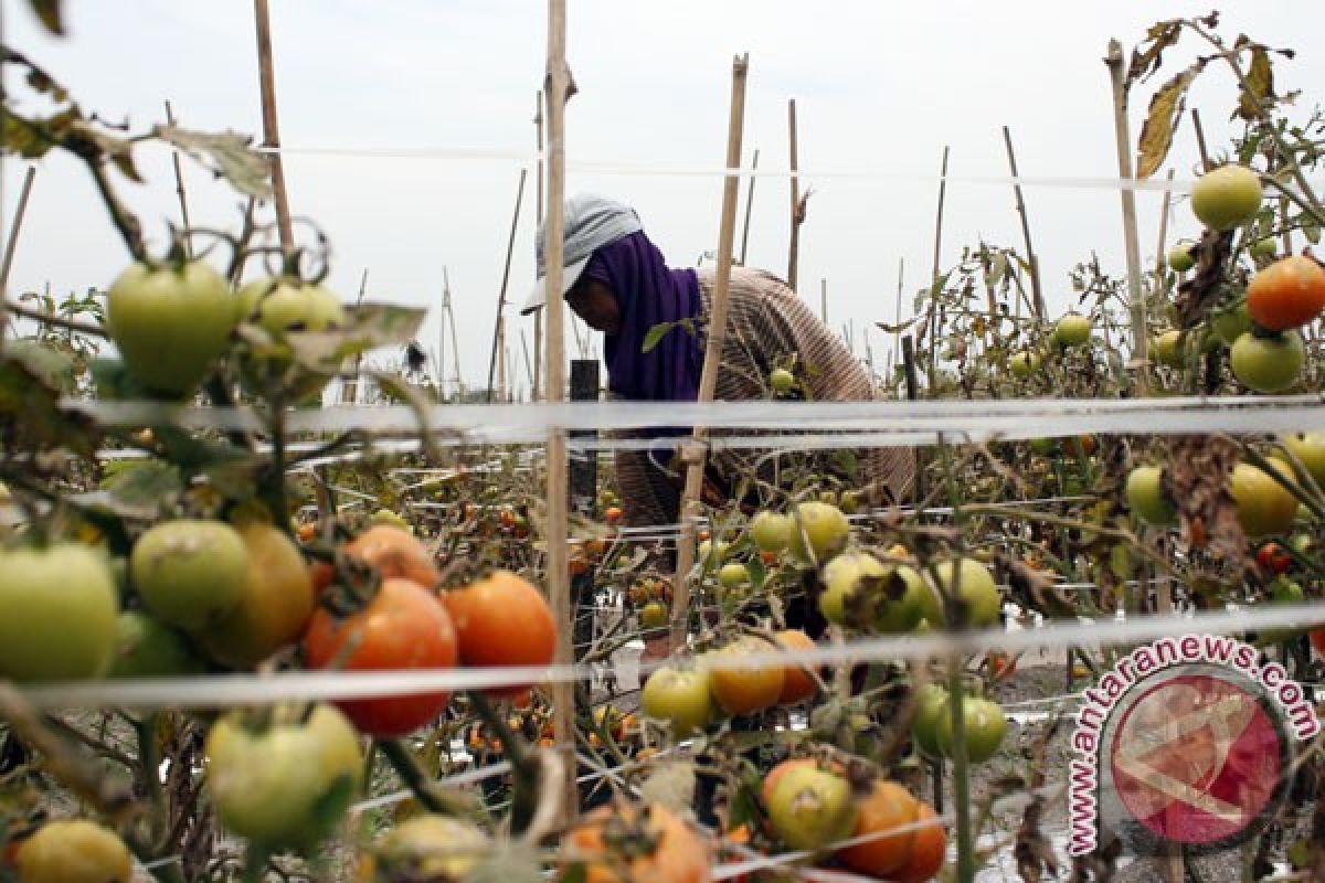 Petani Kediri terdampak letusan Kelud dapat bantuan pupuk